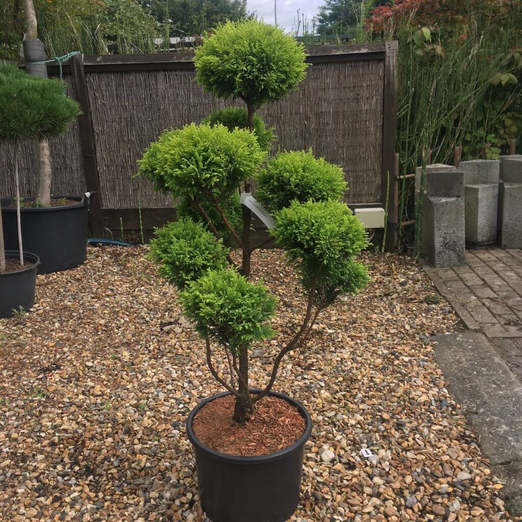 Japanese Cloud Trees Archives - Build a Japanese Garden UK