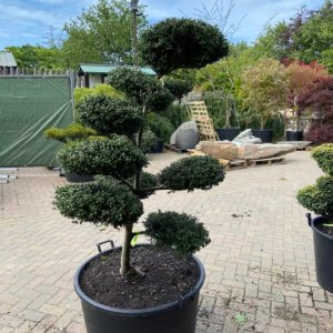 Ilex Cloud tree Archives - The Japanese Garden Centre