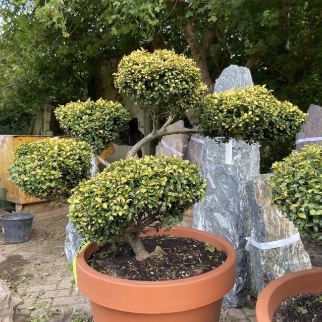 Ilex Cloud tree Archives - The Japanese Garden Centre