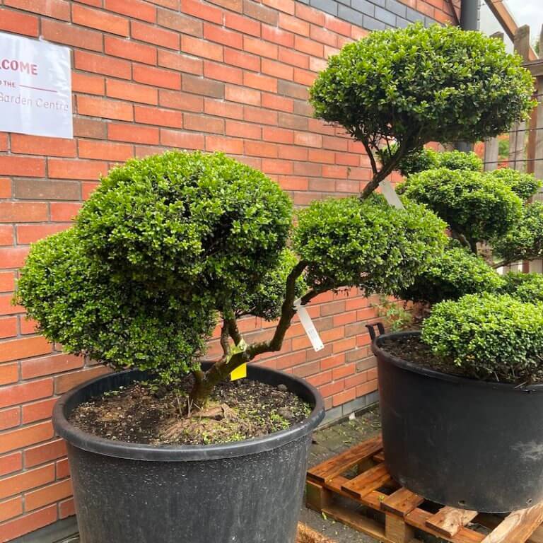 Ilex Cloud tree Archives - The Japanese Garden Centre