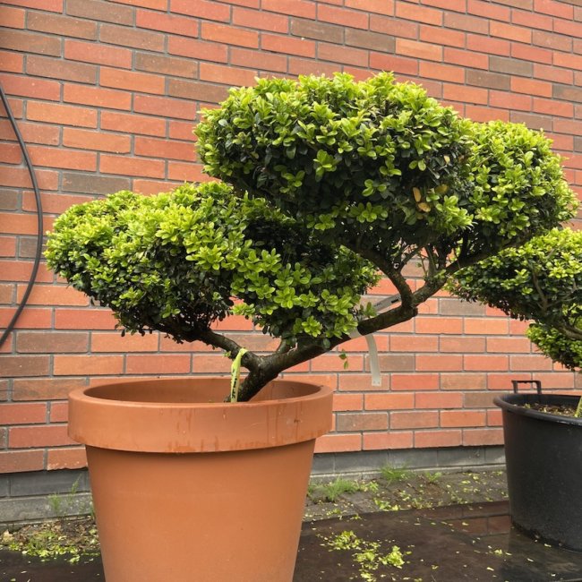 Ilex Cloud tree Archives - The Japanese Garden Centre