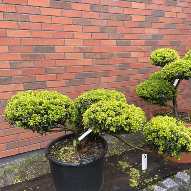 6 Ilex Crenata Golden Gem - The Japanese Garden Centre