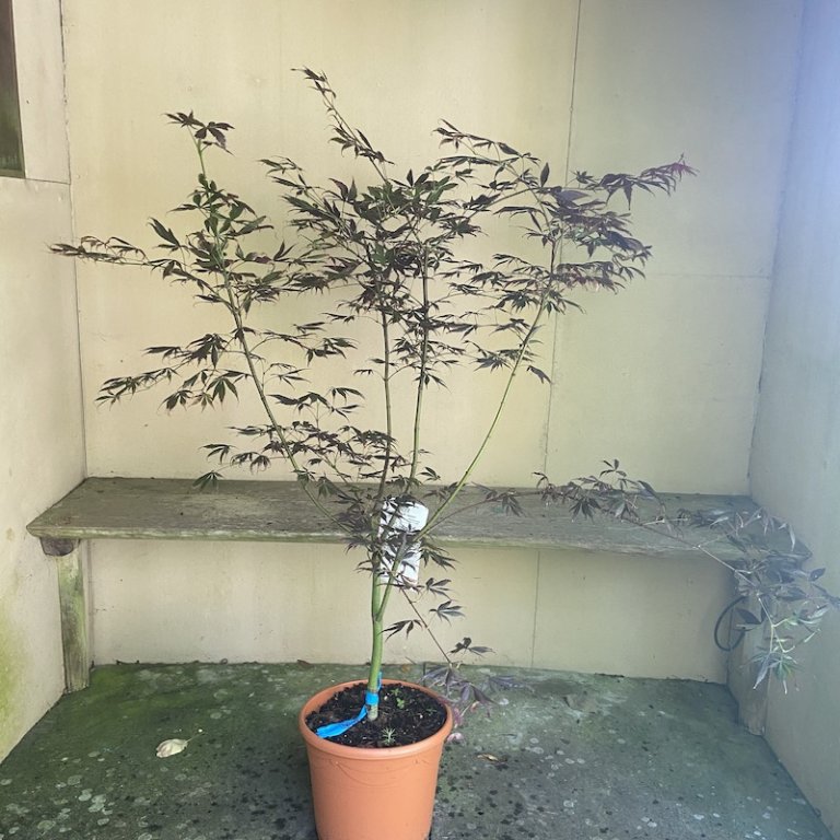 Japanese Maple - Acer trees ideal for Japanese Gardens