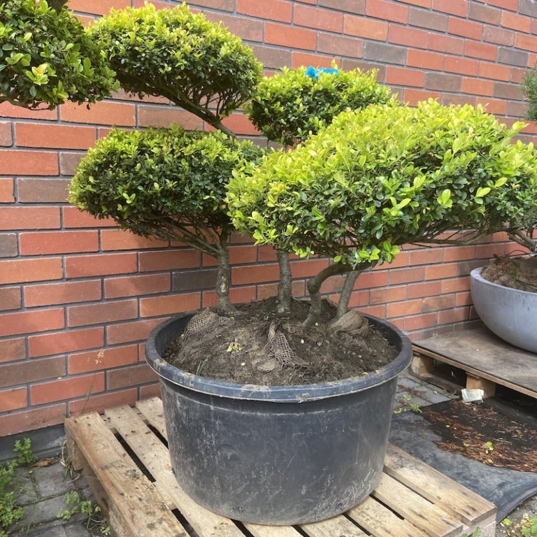 Ilex Cloud tree Archives - The Japanese Garden Centre