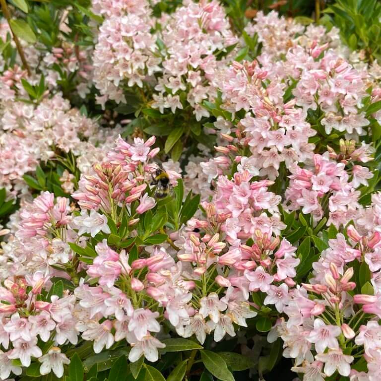 Bloombux Rhododendron - The Japanese Garden Centre