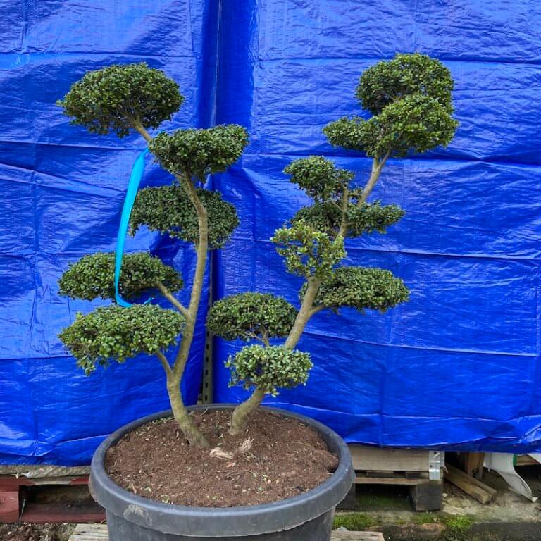 Ilex Cloud tree Archives - The Japanese Garden Centre