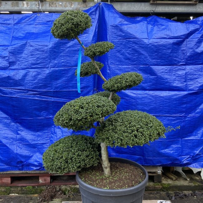 Ilex Crenata 'Convexa' - The Japanese Garden Centre