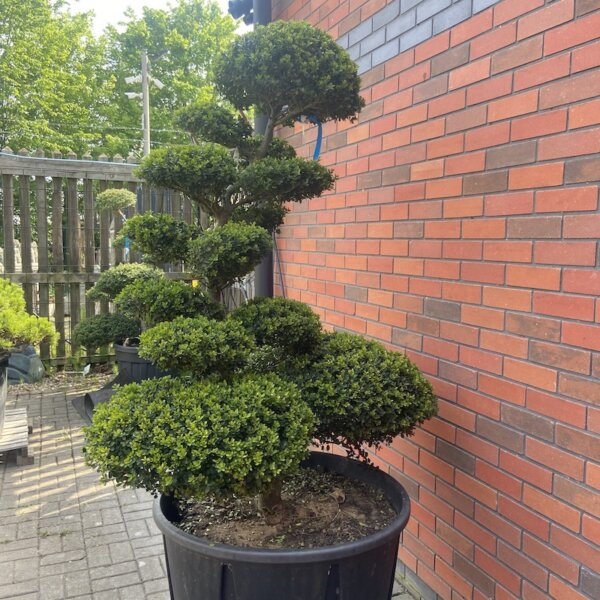 Ilex Crenata Green Hedge No1 - The Japanese Garden Centre