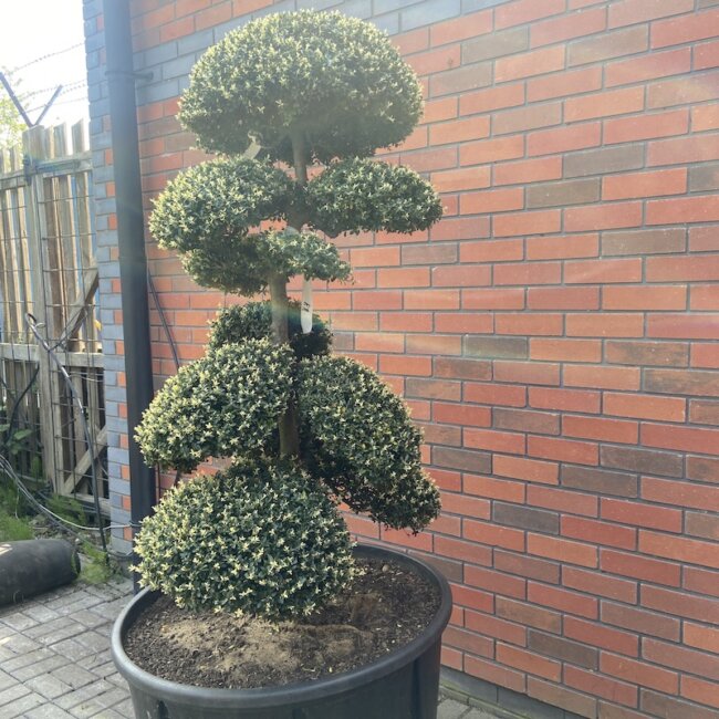 Ilex Cloud Tree Archives - The Japanese Garden Centre